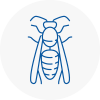 Holmes Chapel Wasp Nest Removal